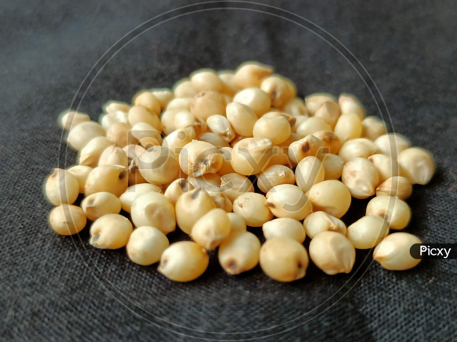 Image of Sorghum seeds or jawar grain-YX989842-Picxy