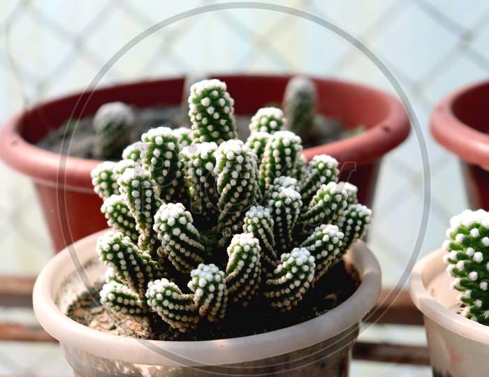 Star Cactus,Cactus On A Tub,Closeup Photo Of A Cactus With Read Buble,Selective Focus,Home Decoration,