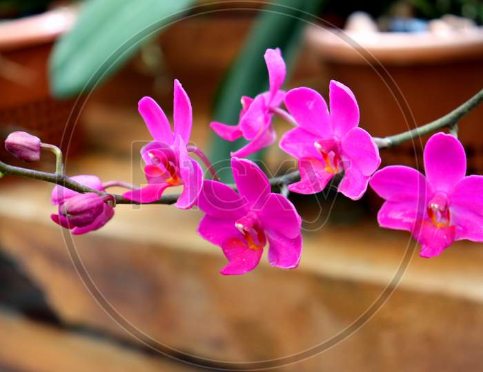 Purple Orchid With Blur Brown Background, Closeup Moth Dendrobium Orchid Flower In Winter Or Spring Day Tropical Garden Isolated.Selective Focus.