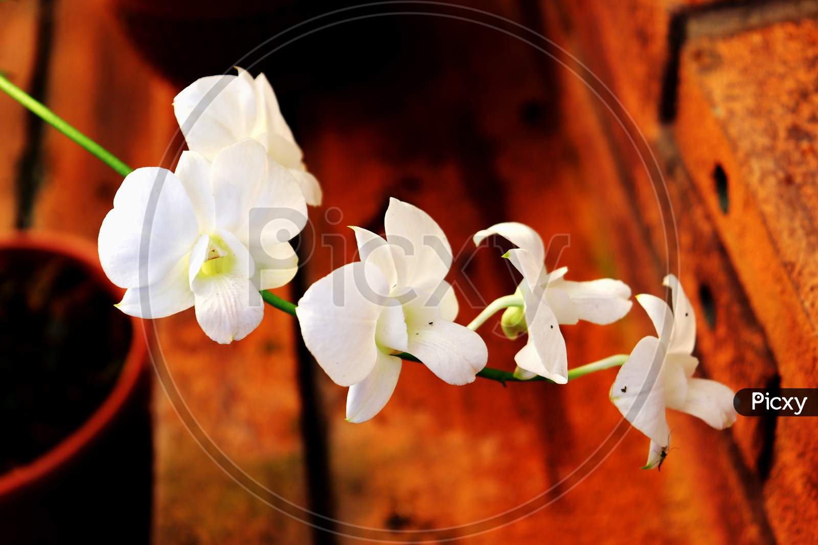 White Orchid With Blur Brown Background, Moth Dendrobium Orchid Flower In Winter Or Spring Day Tropical Garden Isolated On White Background.Selective Focus.