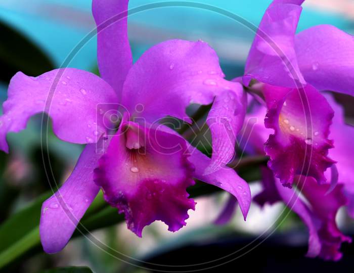 Closeup Of Violet Orchid Photo With Waterdrops,Indoor Plant For Decoration,Purple Orchid Flower Phalaenopsis Or Falah On A White Background,Selective Focus