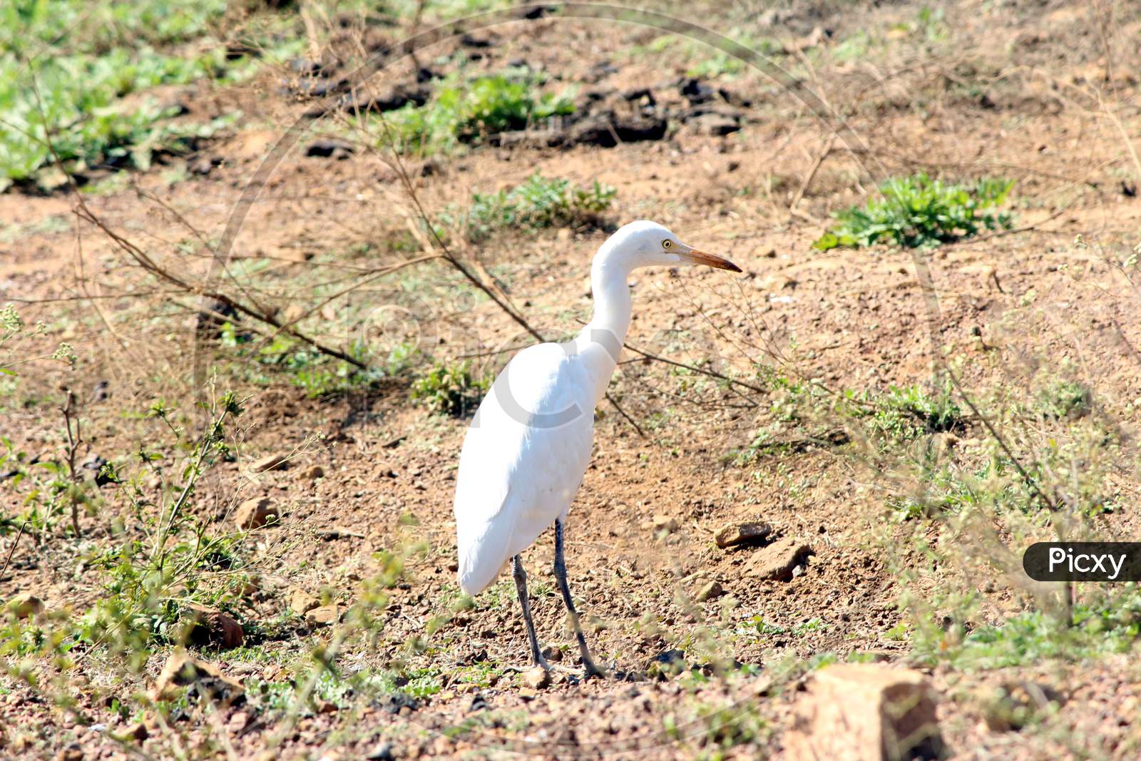white heron standing in a ground