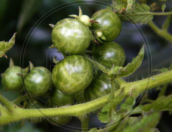 Bunch Of Sun-Green Tomatoes
