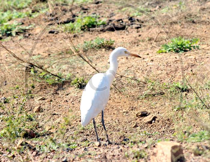 white heron standing in a ground