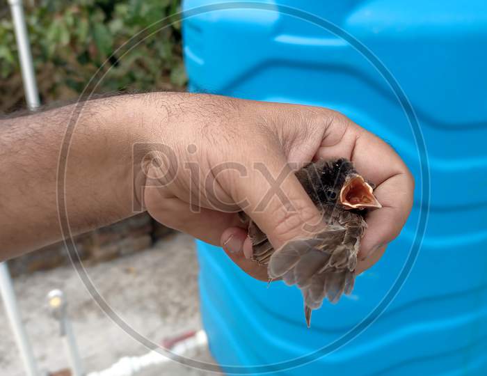 A Displaced Black Plumage Chick Is Being Rescued By The Hand