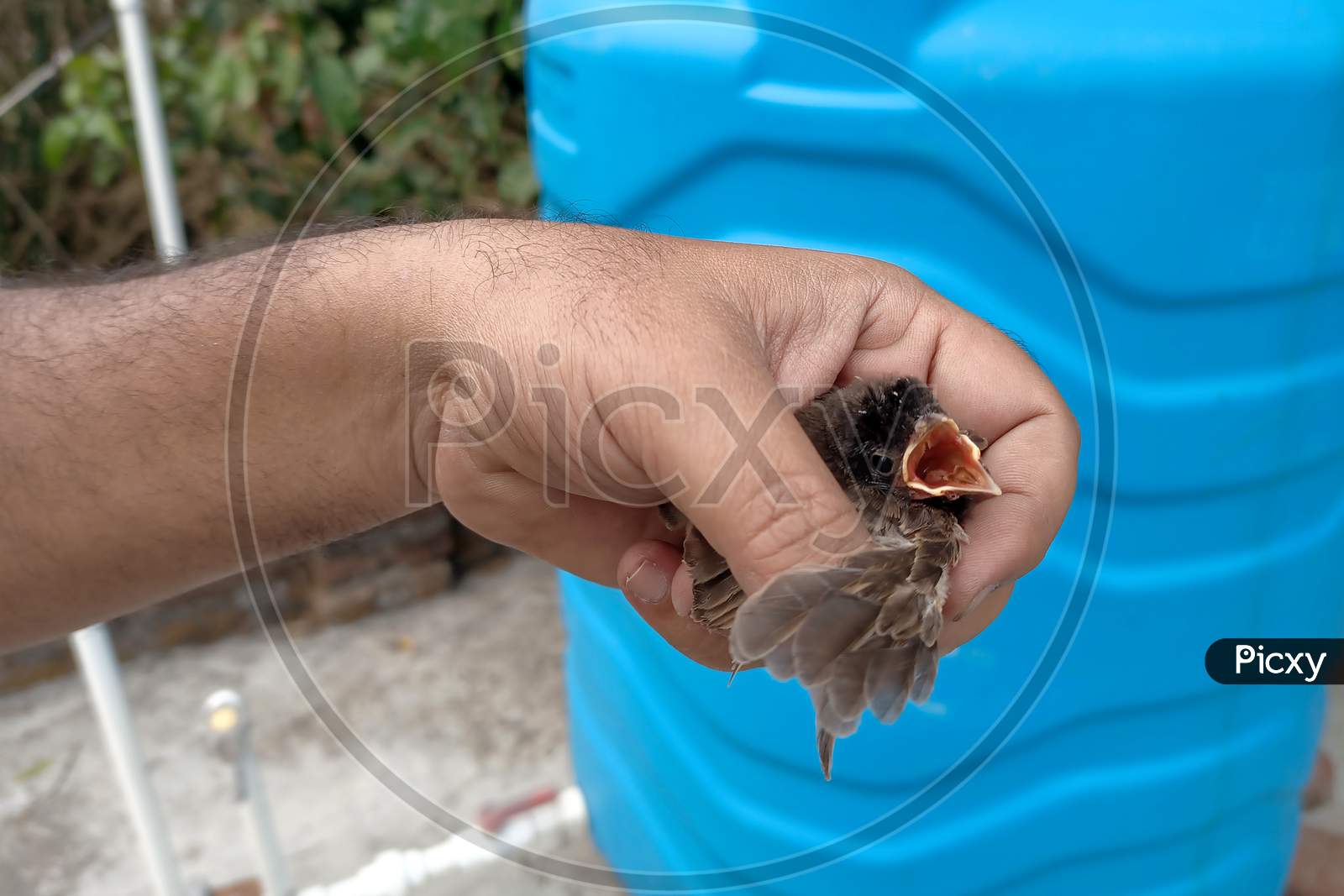 A Displaced Black Plumage Chick Is Being Rescued By The Hand