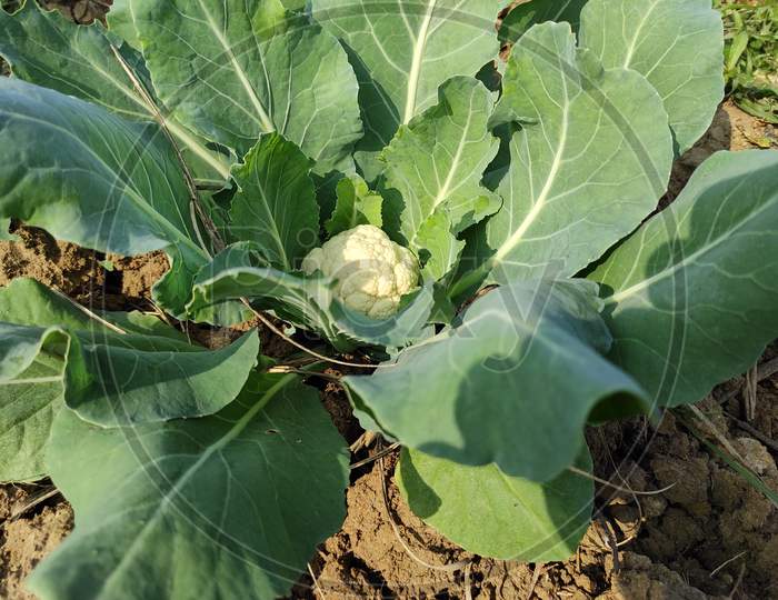 Close-Up Image Of The Cauliflower In The Organic Agricultural Land