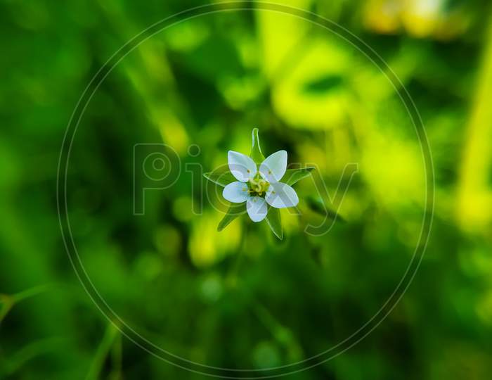 Spergula Arvensis - Corn Spurrey Blooming On Green Blurred Background