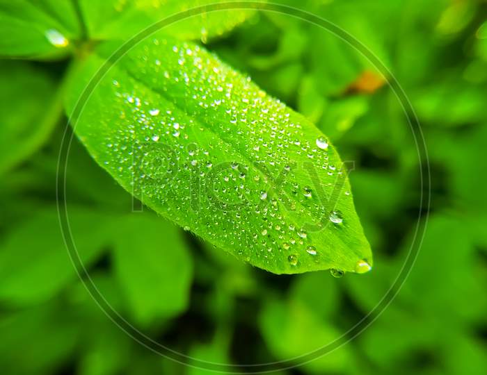 Dew Drops On Green Leaf
