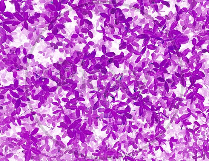 Abstract Beautiful Purple And White Leaves Texture Background