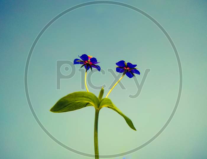 Blue Little Wild Flowers