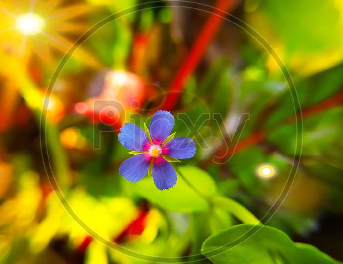 Blue Little Flowers Of Anagallis Foemina Plant