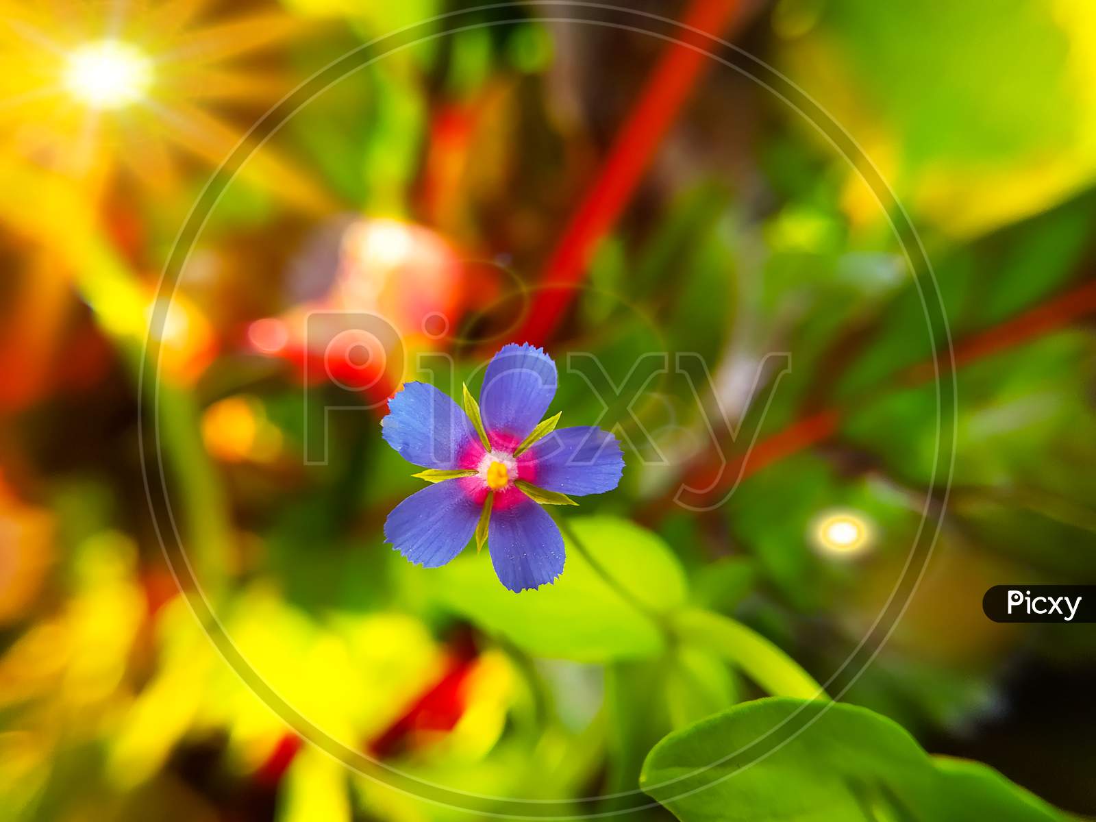Blue Little Flowers Of Anagallis Foemina Plant
