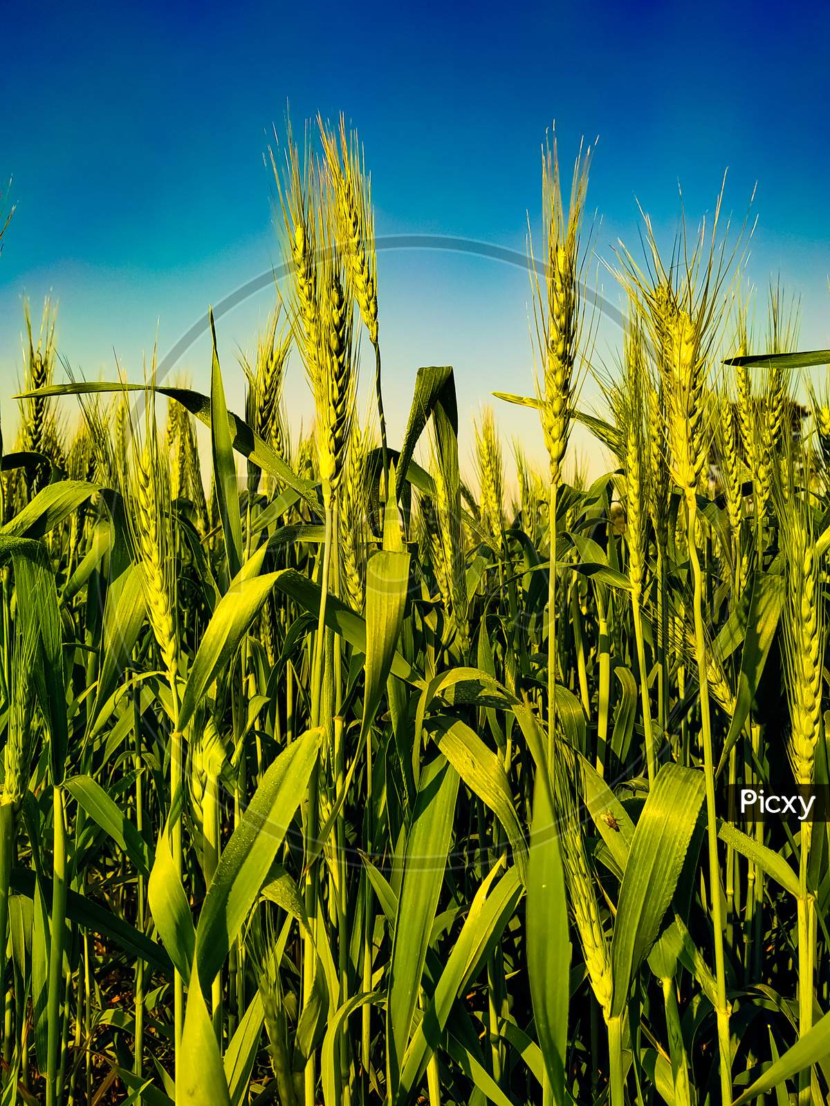 Close Up Growing Green Wheat Ears On The Blue Sky Background