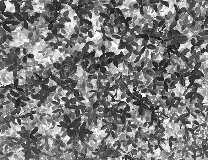 Abstract Beautiful Black And White Leaves Texture Background