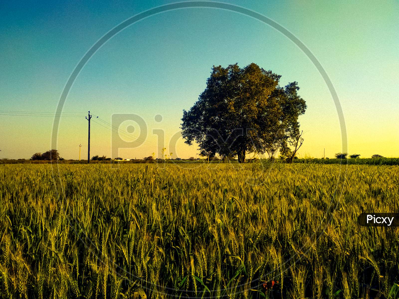 Landscape - Lonely Tree On Green Wheat Field