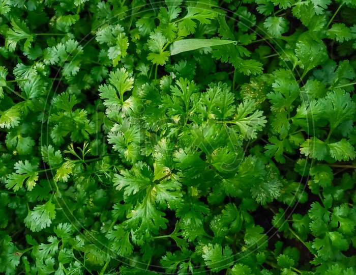 Cilantro is being grown on farms in India green leaves and organic fresh medicinall, healthy food Farming