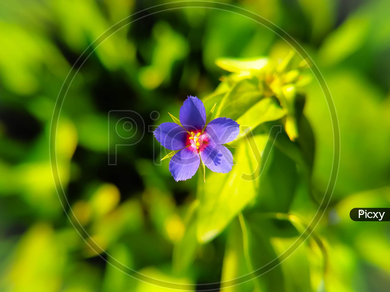 Lysimachia Foemina Is Commonly Known As Blue Pimpernel