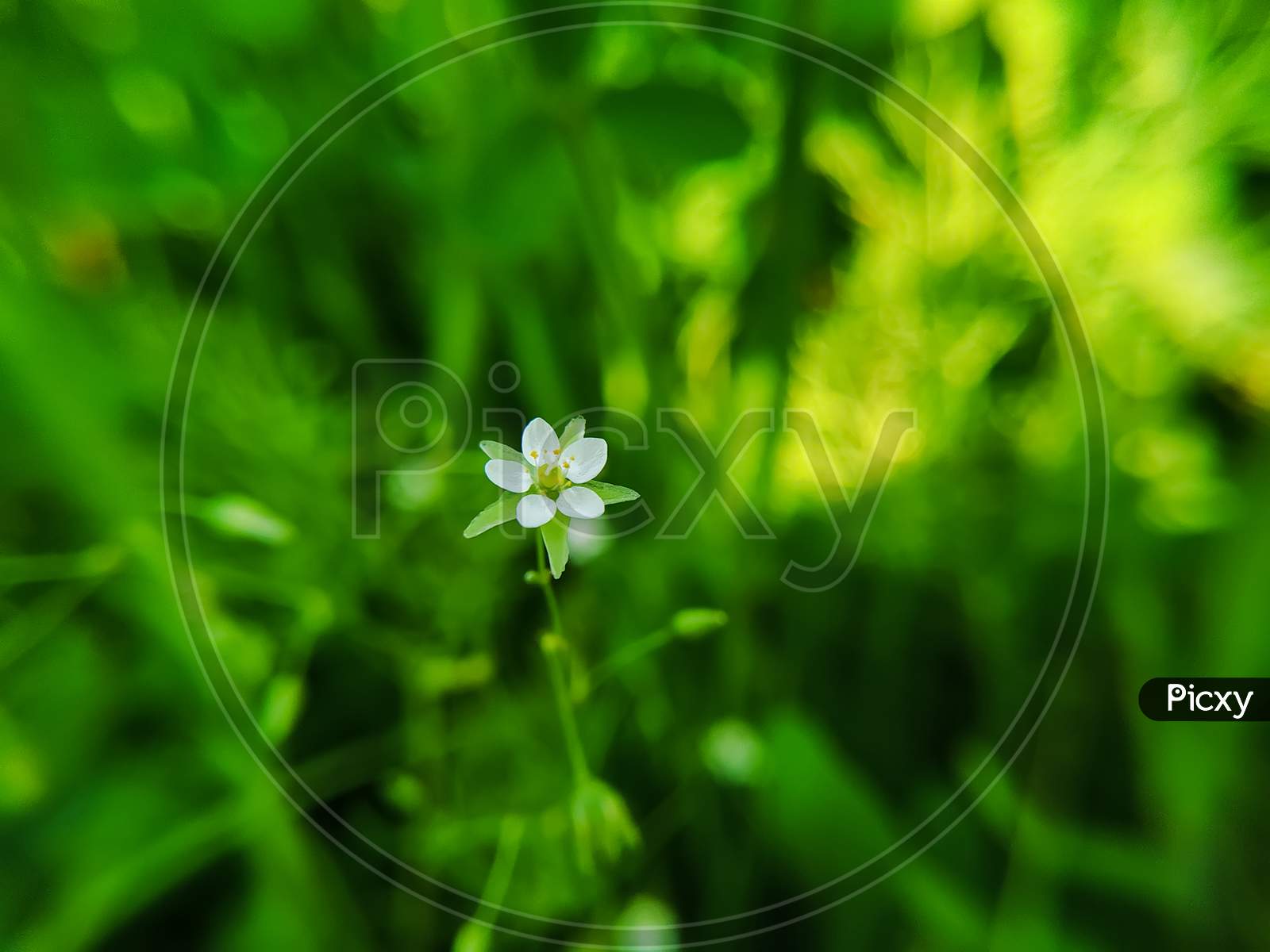 Spergula Arvensis Flower Blooming On Green Blurred Background