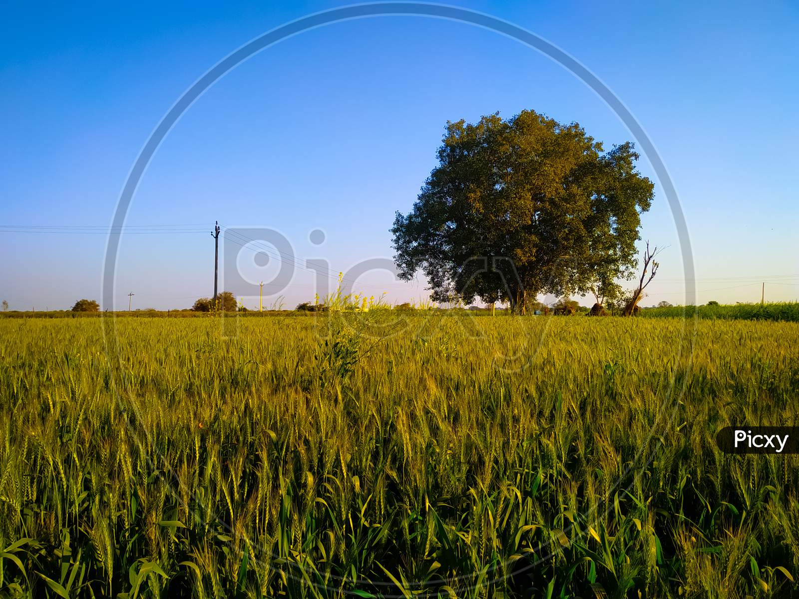 Bodhi Tree In A Field Of Wheat Shoots Against A Clear Blue Sky