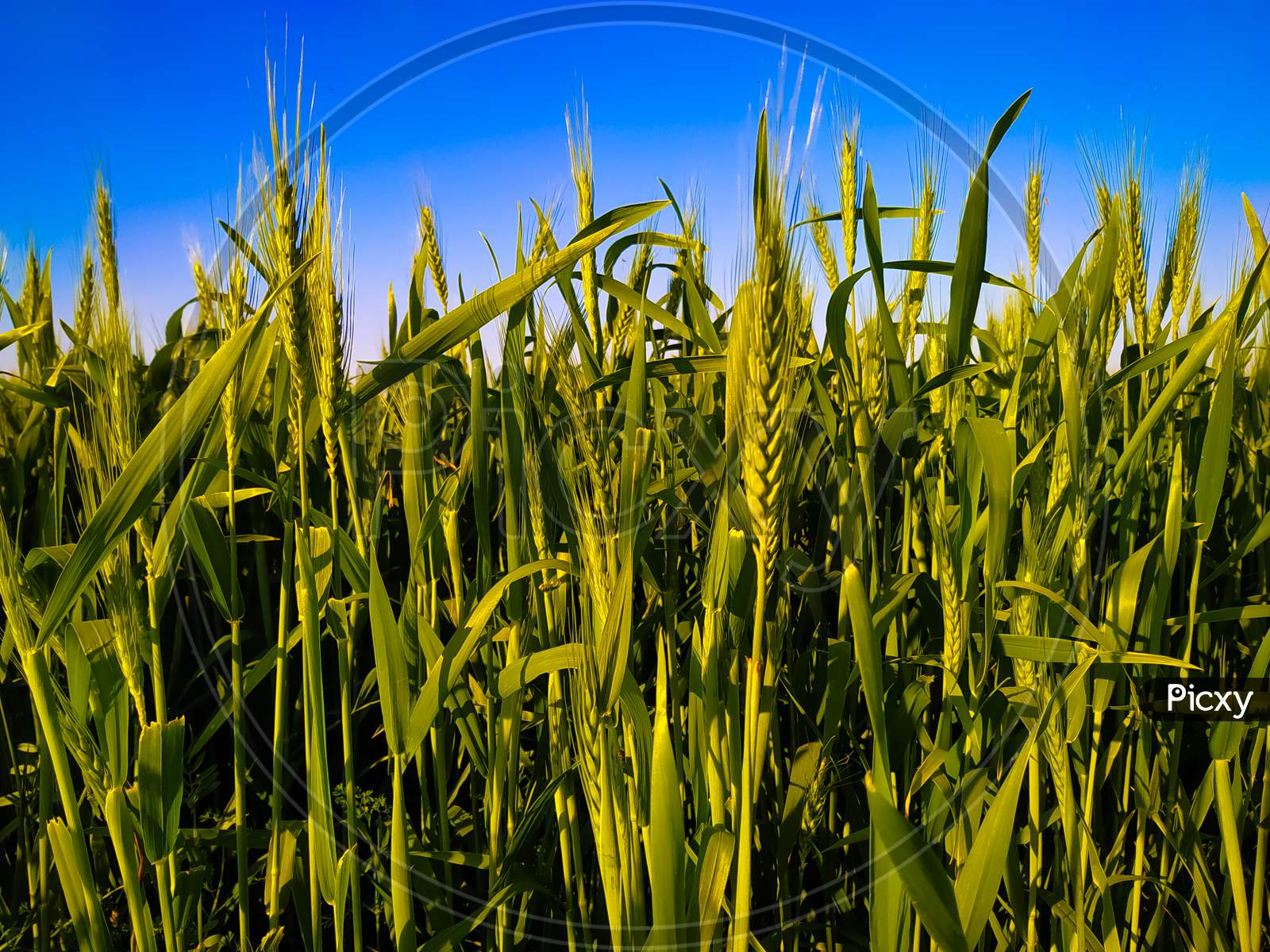 Green Wheat Plants Field With Blue Sky In Background