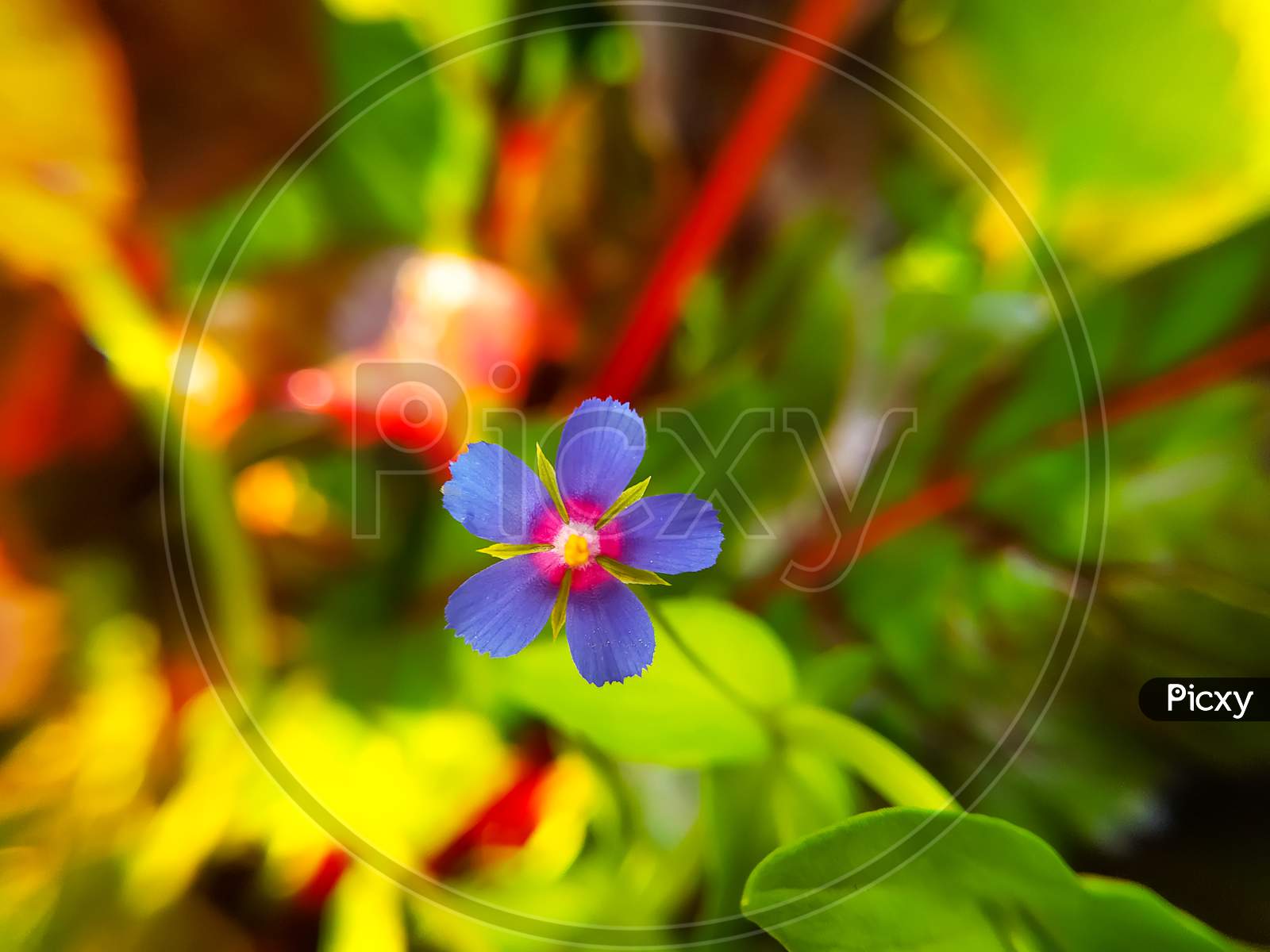 Blue Flowers Close Up Of Lysimachia Foemina Plant