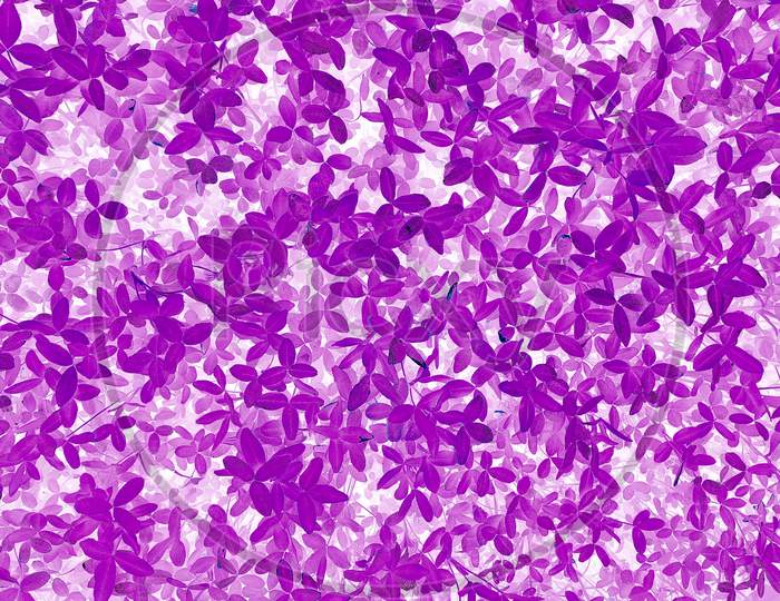 Abstract Purple Leaves Texture Background
