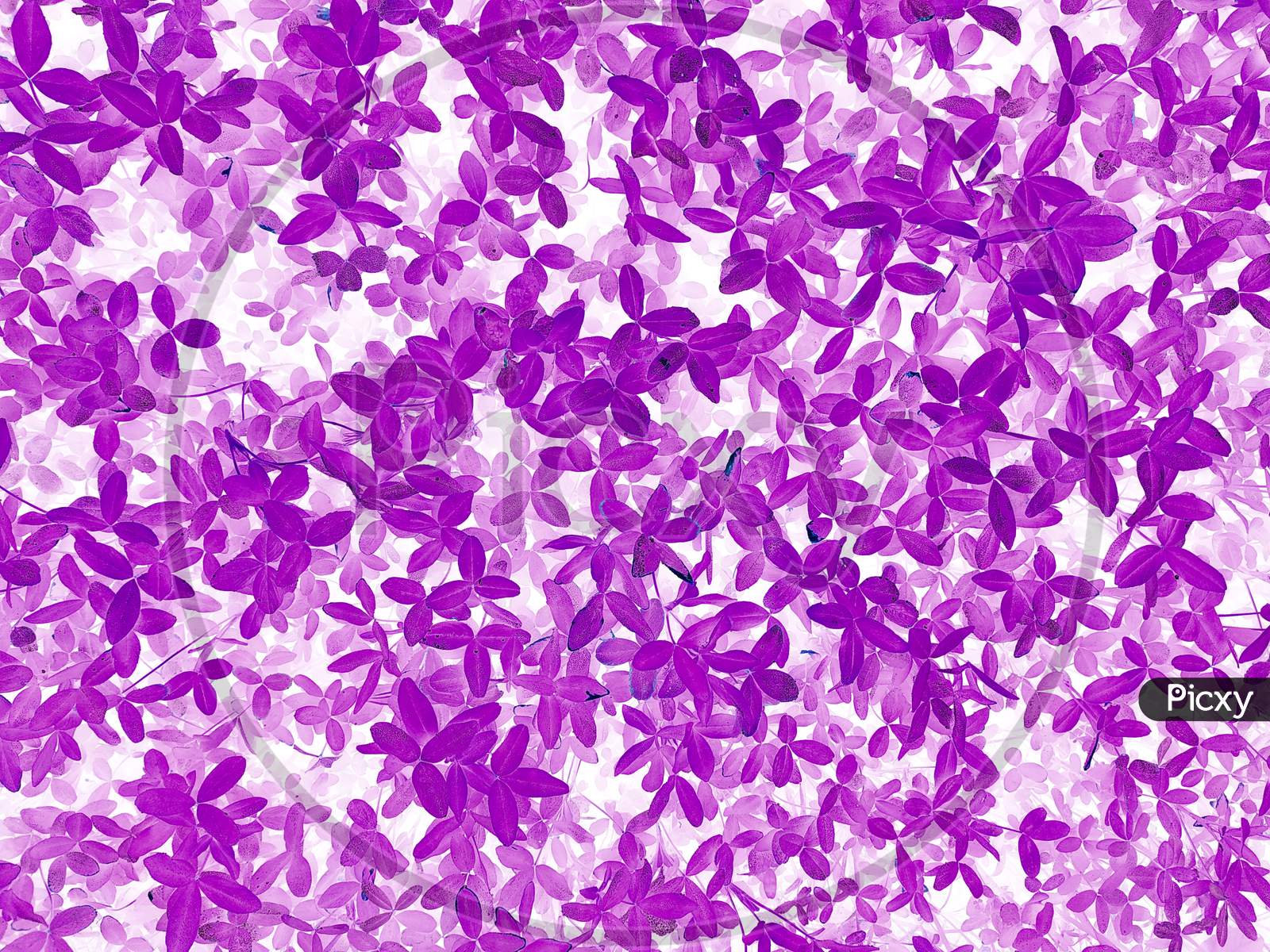 Abstract Beautiful Purple And White Leaves Texture Background