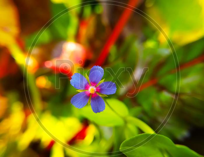 Blue Flowers Close Up Of Lysimachia Foemina Plant