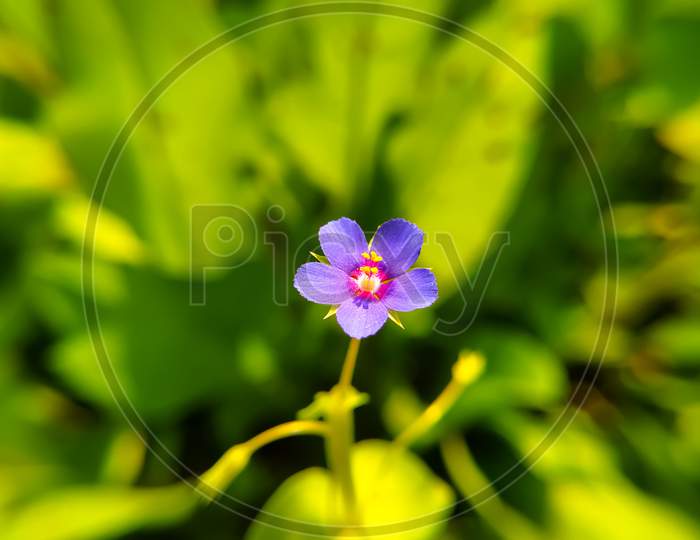 Blue Flower Of Lysimachia Foemina Plant
