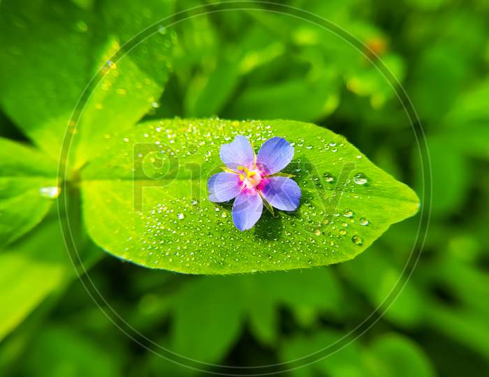 Blue Flowers With Dew Drops On Green Leaf On Blurred Background