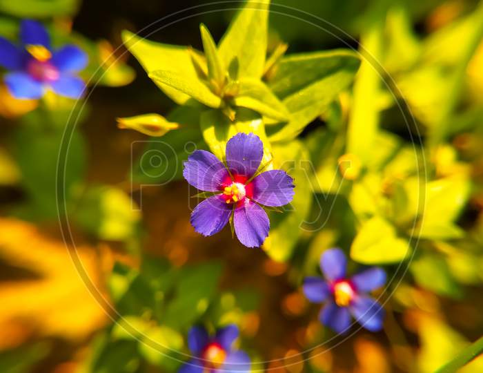 Lysimachia Foemina Flowers In Blooming