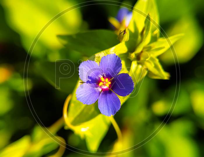 Lysimachia Foemina Flower Close Up