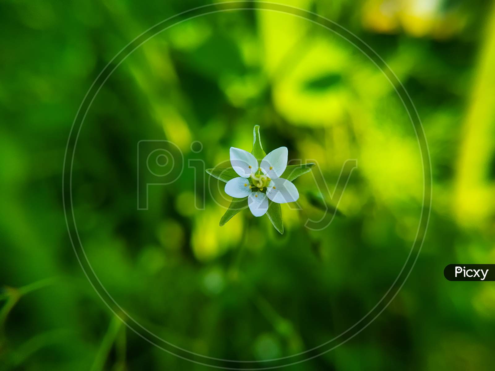 Spergula Arvensis - Corn Spurrey Blooming On Green Blurred Background