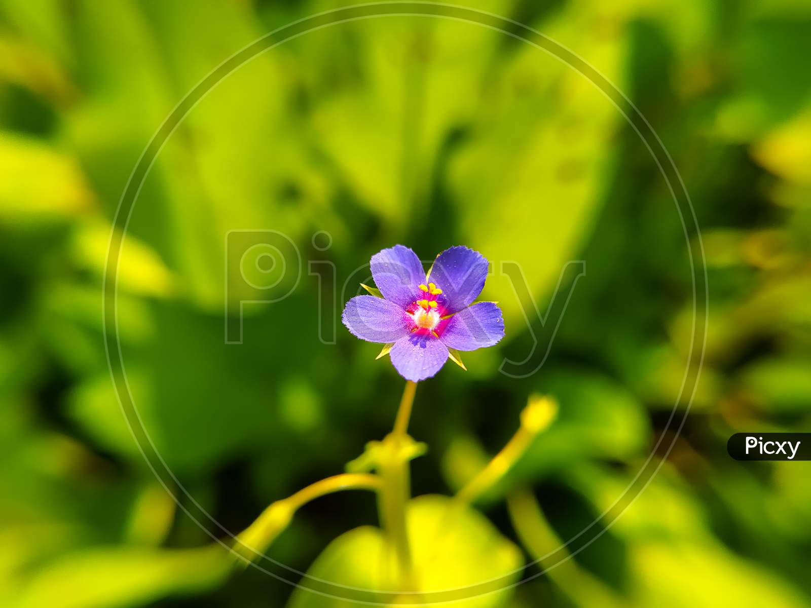 Blue Flower Of Lysimachia Foemina Plant
