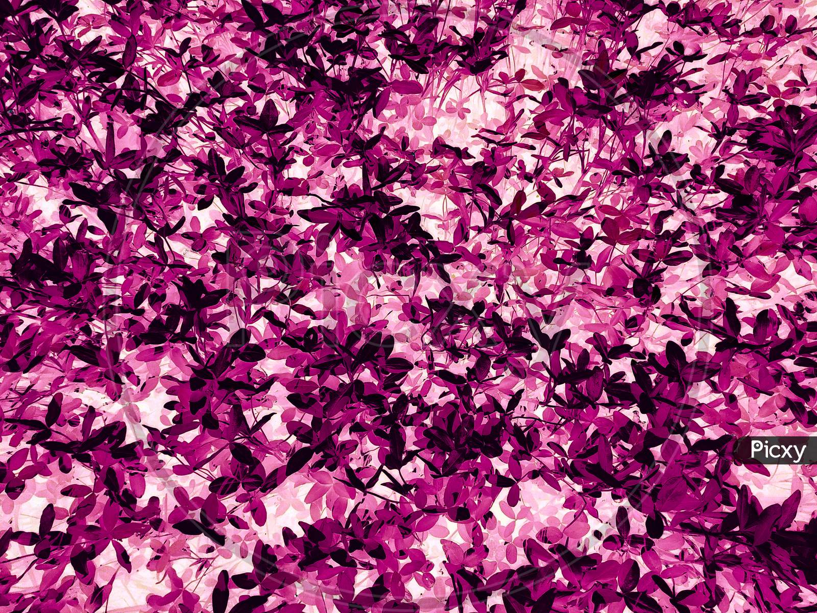 Abstract Dark Pink Leaves Texture Background