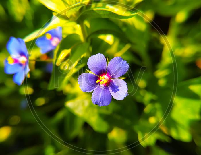 Colorful Flowers That Bloom In The Garden Are Very Beautiful
