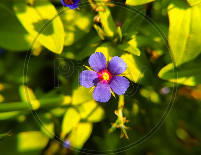 Lysimachia Foemina Flower