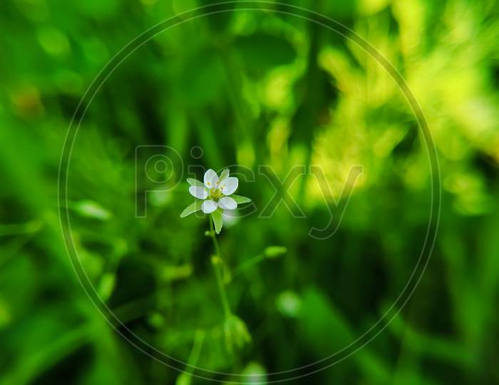Spergula Arvensis Flower Blooming On Green Blurred Background