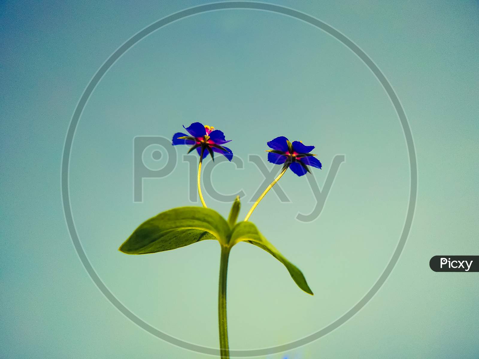 Blue Little Wild Flowers