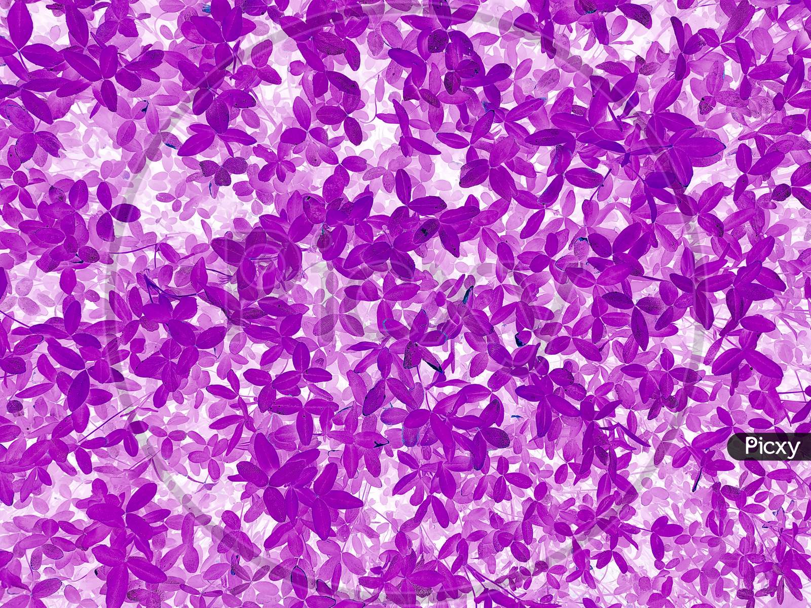 Abstract Purple Leaves Texture Background