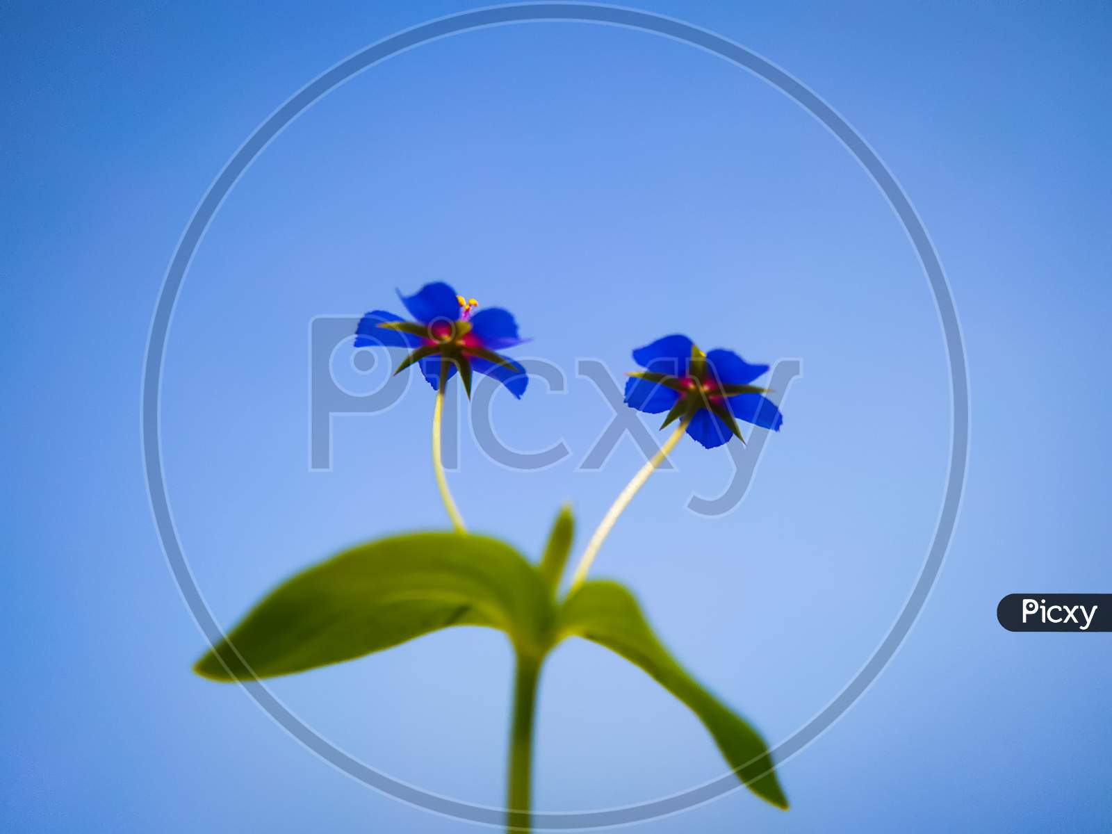 Blue Little Wild Lysimachia Foemina Flowers