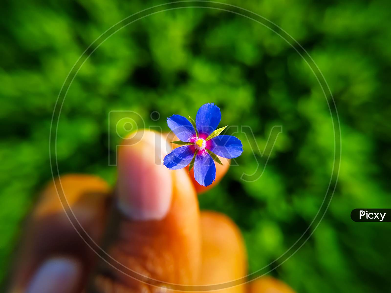 Lysimachia Foemina Flower In Hand On Green Blurred Background