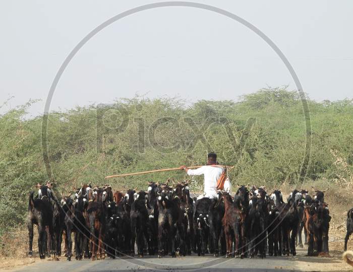 Man with herd of goats