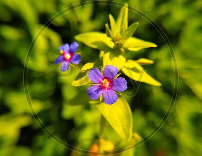 Blue Little Wild Anagallis Foemina Flowers