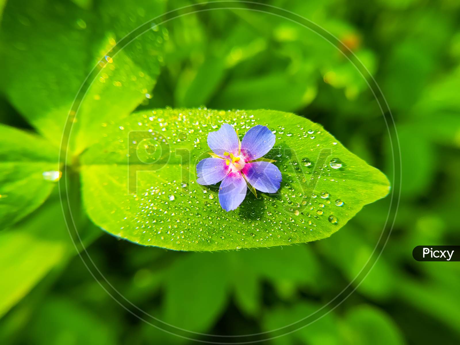 Blue Flowers With Dew Drops On Green Leaf On Blurred Background