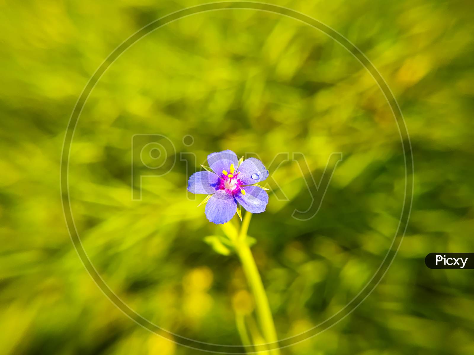 Blue Lysimachia Foemina Flower Blooming In My Field