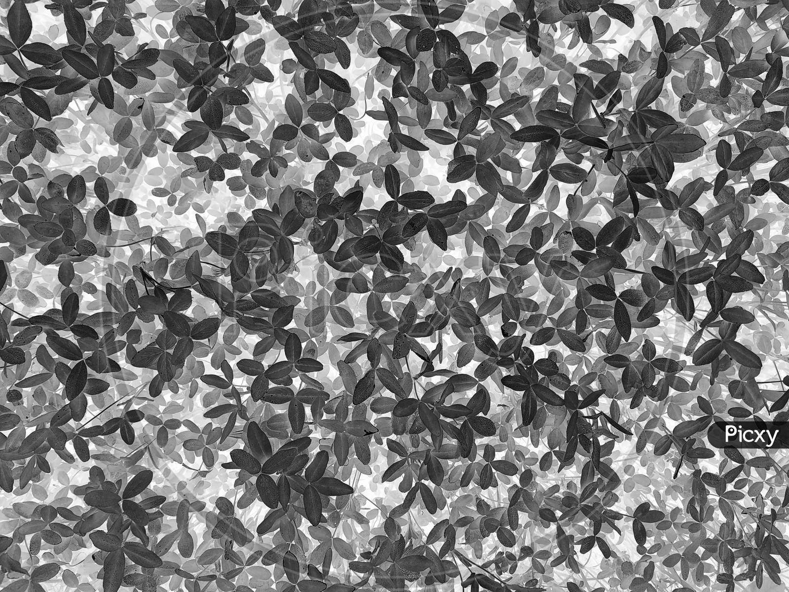 Abstract Beautiful Black And White Leaves Texture Background