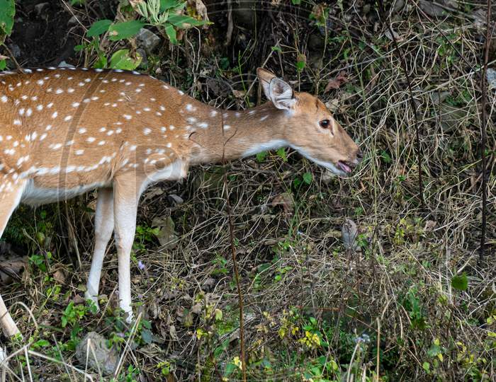 White-spotted golden deer grazing its food