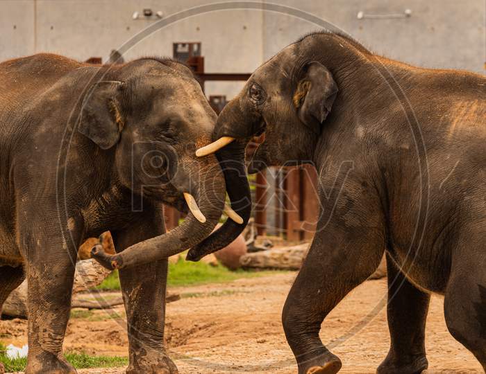 two elephants having fun